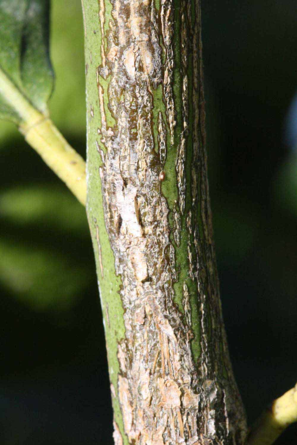              Second - third year twig (Riverside, CA)       